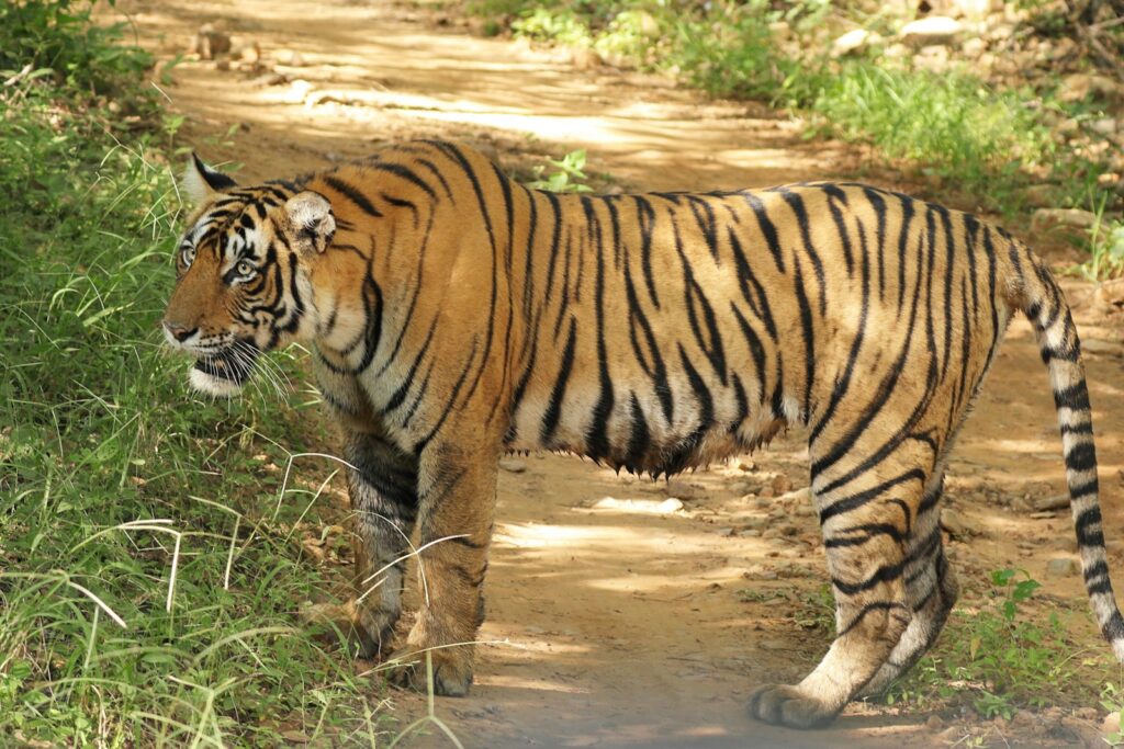 a tiger walking down a dirt road next to a forest