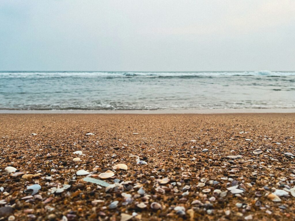 a close up of shells on a beach near the ocean