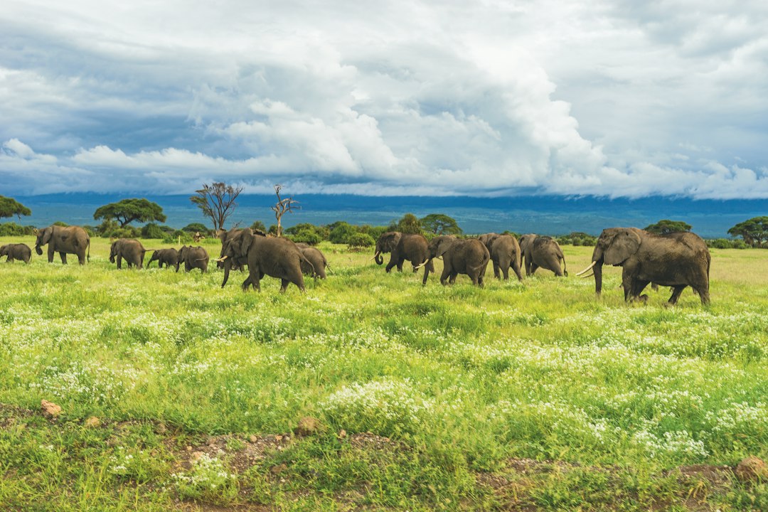 Elephants crossing the savannah on a Kenya safari