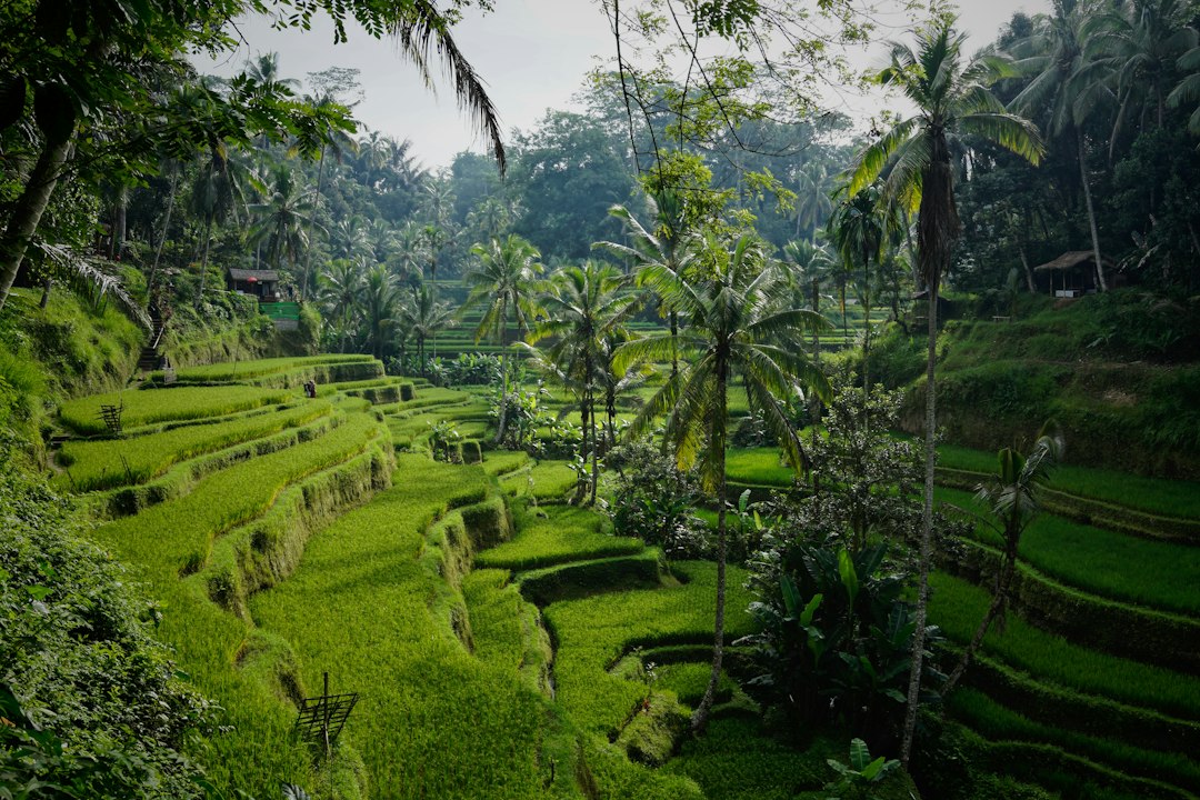 Green Tegalalang rice terraces near Ubud in Bali